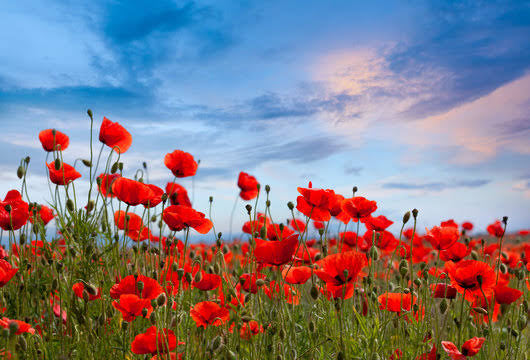 Poppy field background